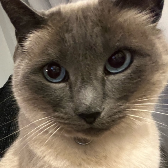 885kitty